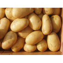 Neue frische goldene Kartoffel
